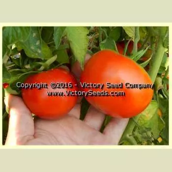 Riverside Tomato