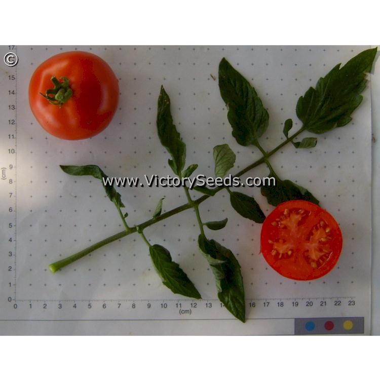 Willamette Tomato