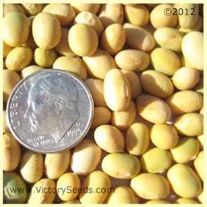 Bei Liang 11 Soybean