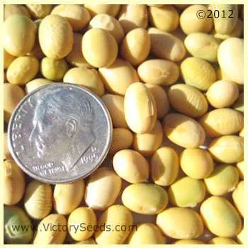 Bei Liang 11 Soybean