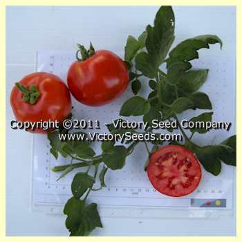 Earliana Tomato