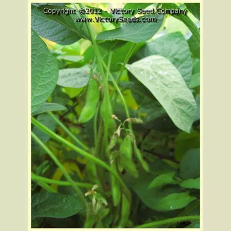 Yi Tong Lu Da Dou Soybean