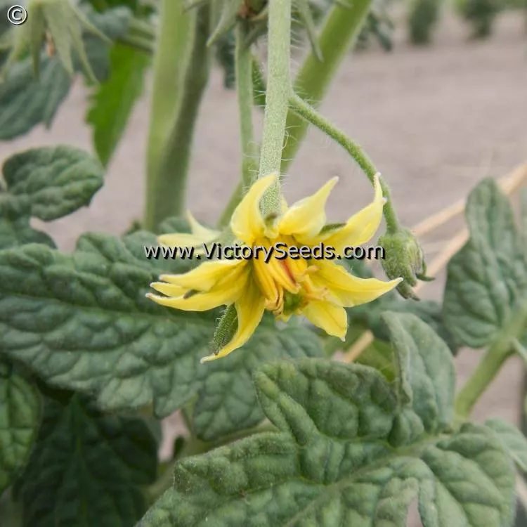 Dwarf Idaho Gem Tomato