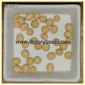 Bei 77-6177 Soybean