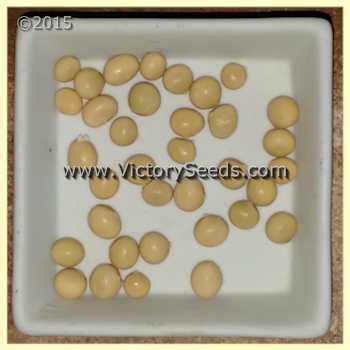 Bei 77-6177 Soybean