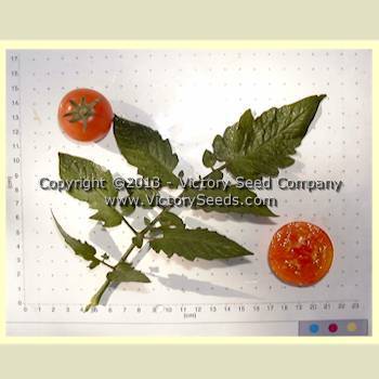 Bi-color Cherry Tomato