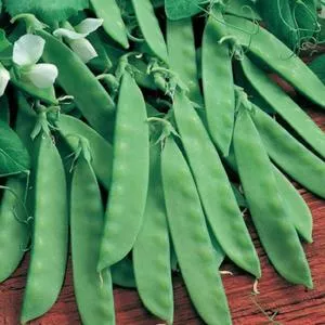 Oregon Sugar Pod II Snow Pea