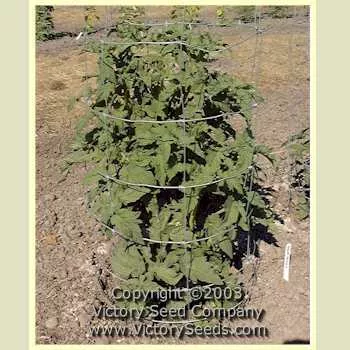 Dwarf Champion Tomato