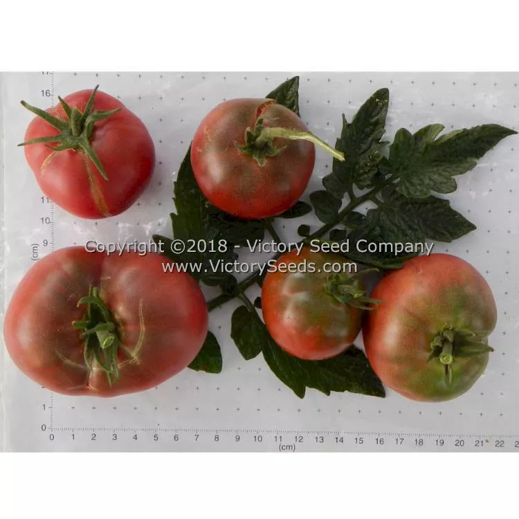 Dwarf Mary's Cherry Tomato