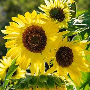 Lemon Queen Sunflower