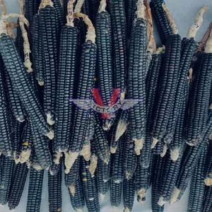 Blue Mountain Flint Corn