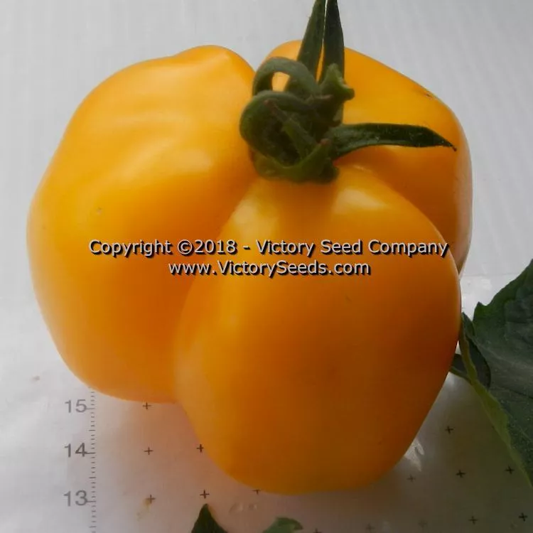 Yellow Stuffer (aka Golden Stuffer) Tomato