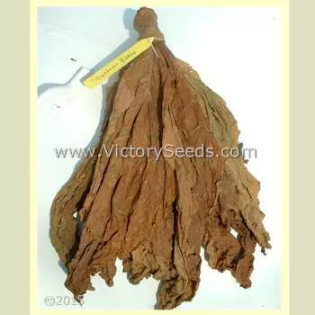 Southern Beauty Tobacco