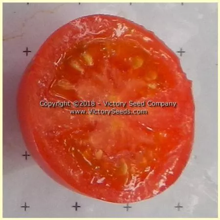 Dwarf Bendigo Rose Tomato