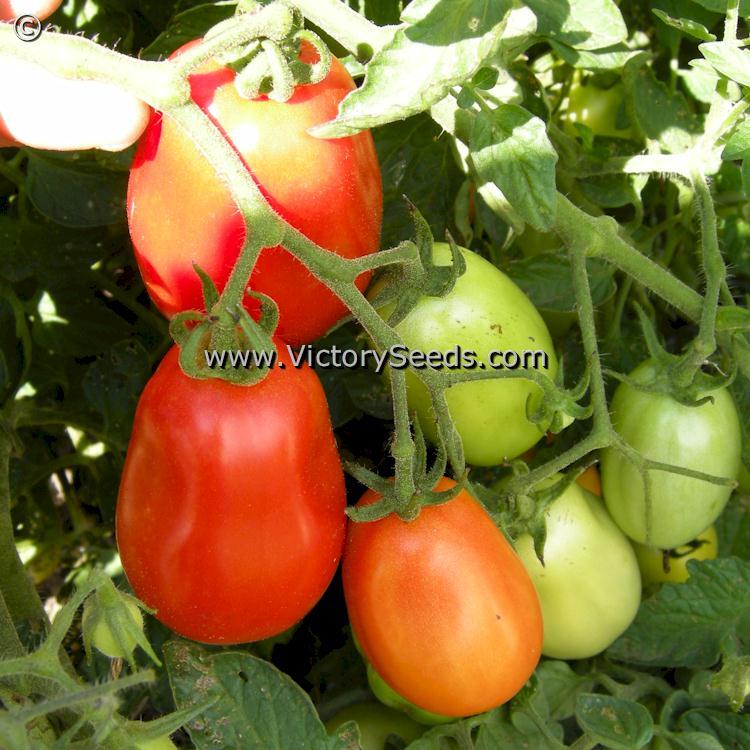 Heidi Tomato