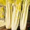 Giant Pascal Celery