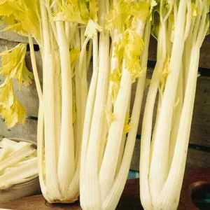 Giant Pascal Celery