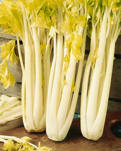 Giant Pascal Celery