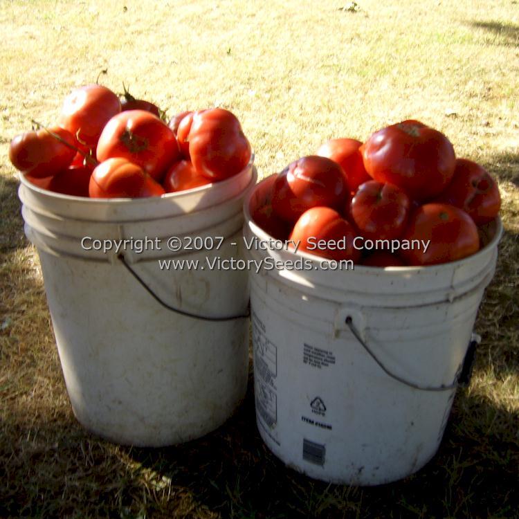 Mortgage Lifter Tomato (Radiator Charlie's Mortgage Lifter)