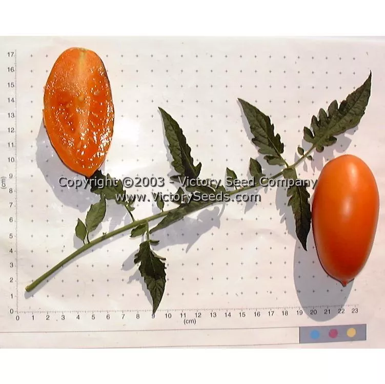 Orange Banana Tomato