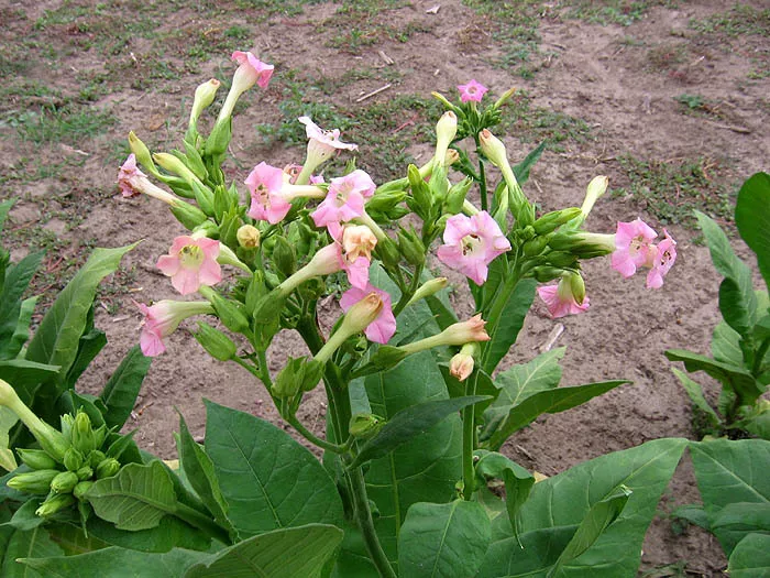 Virginia 15 Tobacco