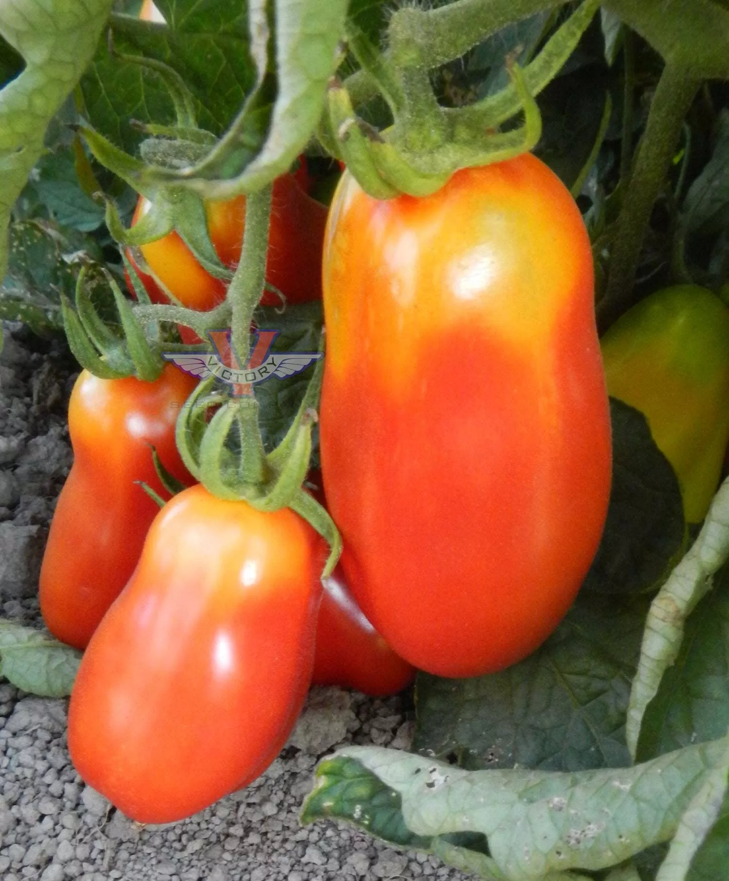 San Marzano Tomato
