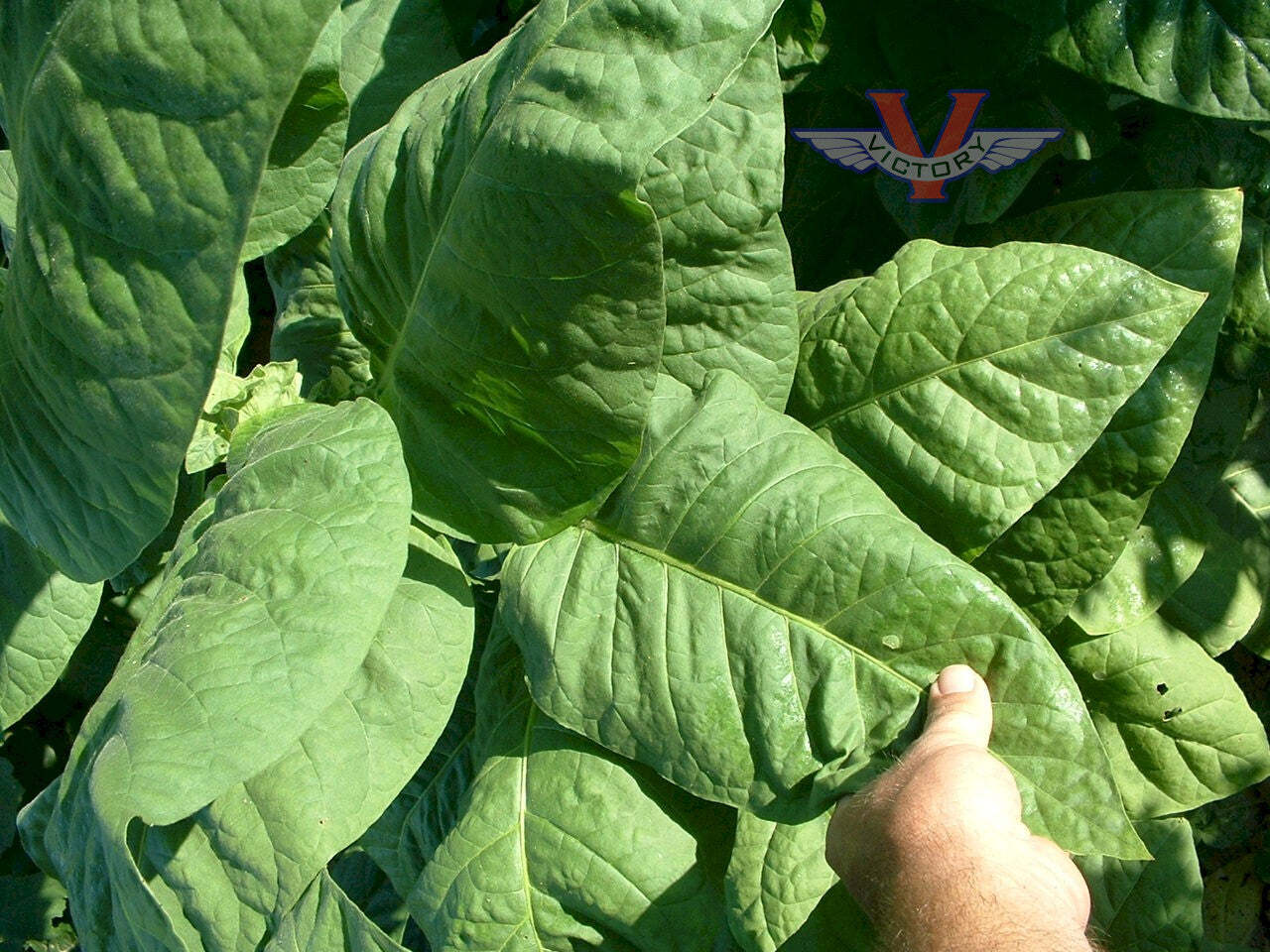 Bafra Tobacco