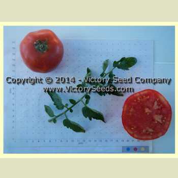 Lvinoe Serdtse Tomato