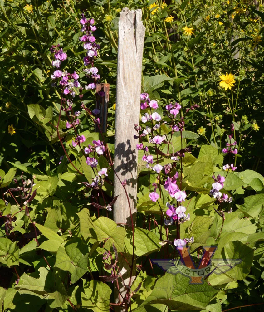 Hyacinth Bean, Purple