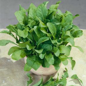 Astro Arugula