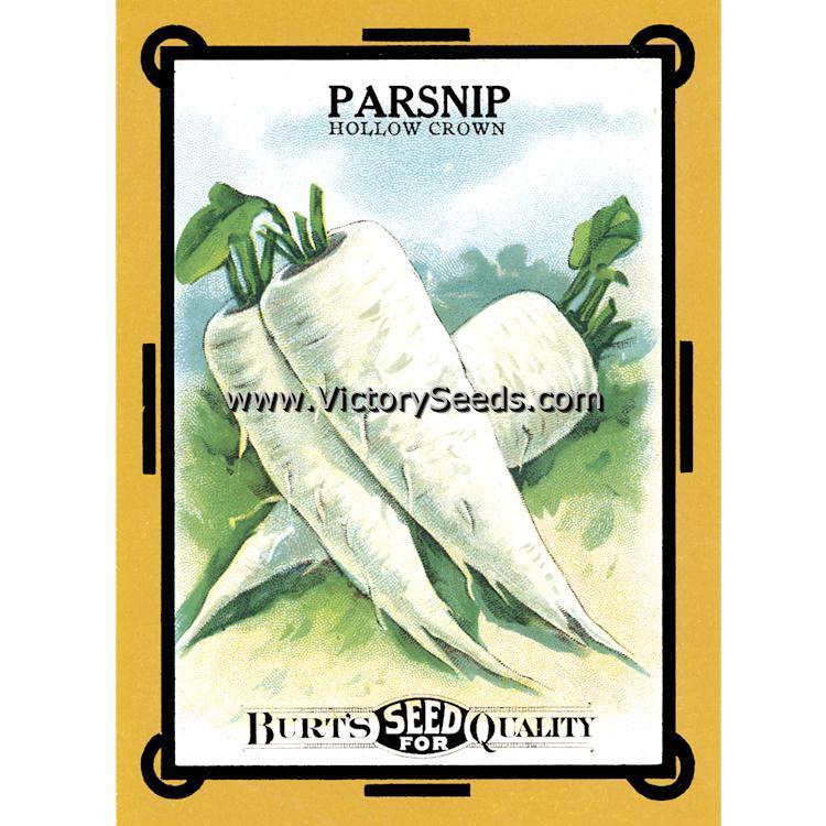 Long Smooth Hollow Crown Parsnip