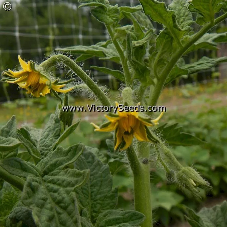 Dwarf Kodiak King Tomato