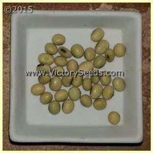 Sioux Soybean