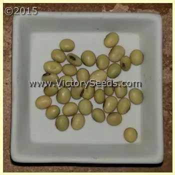 Sioux Soybean