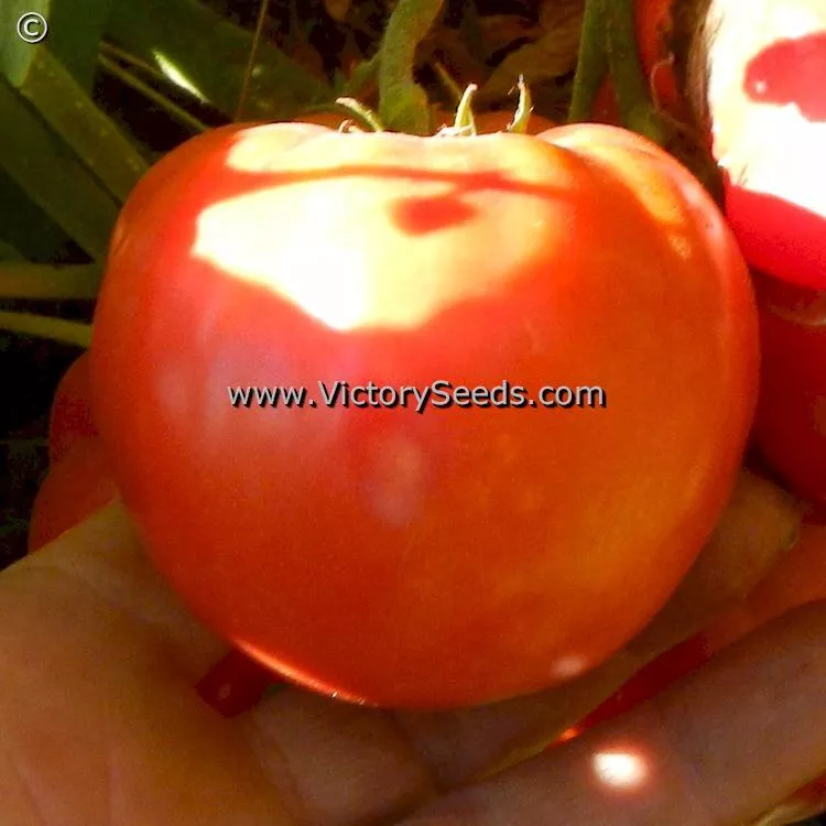 Bell's German Pink Tomato