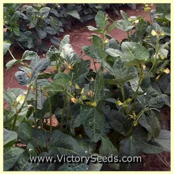 California Blackeye #46 Southern Pea