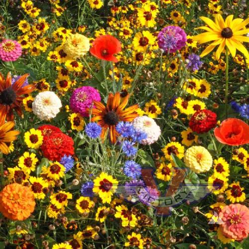 Vegetable Seeds