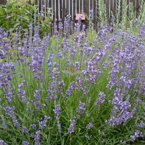 Lavender, English