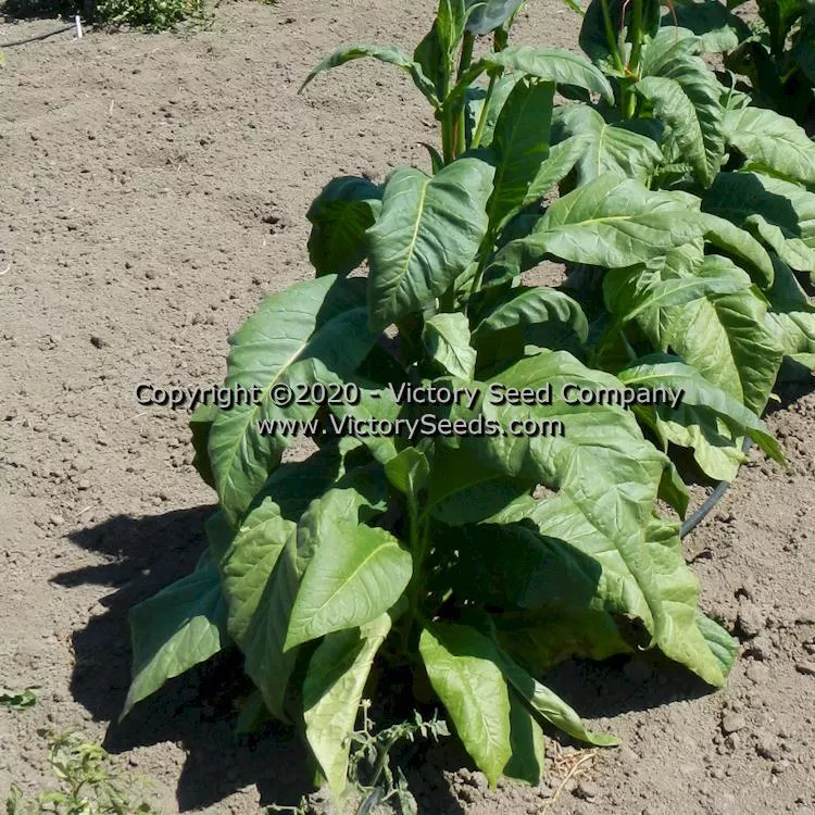 Walker's Broadleaf Tobacco