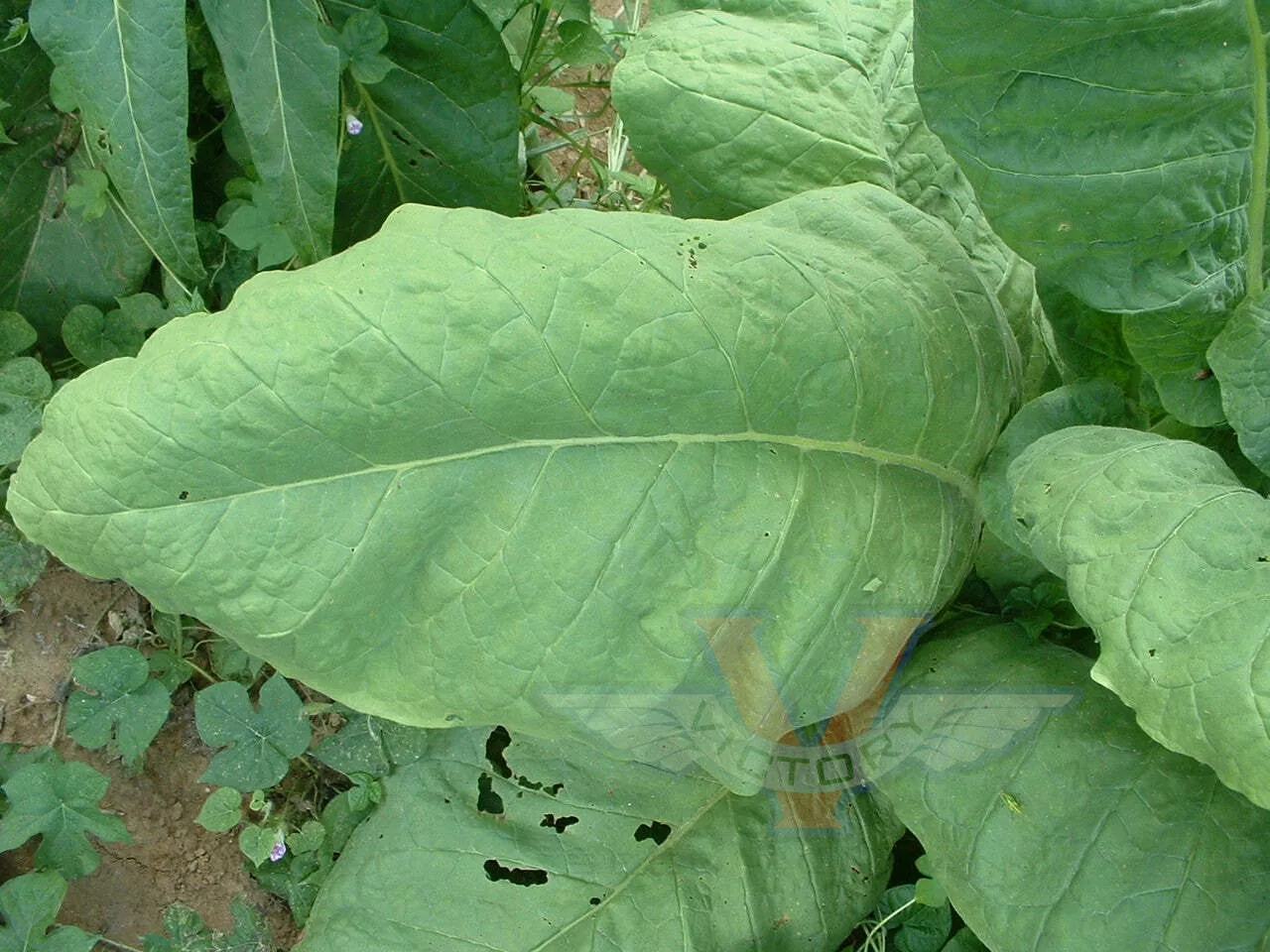 Glessnor Tobacco
