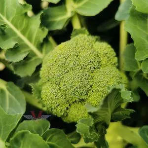 Broccoli