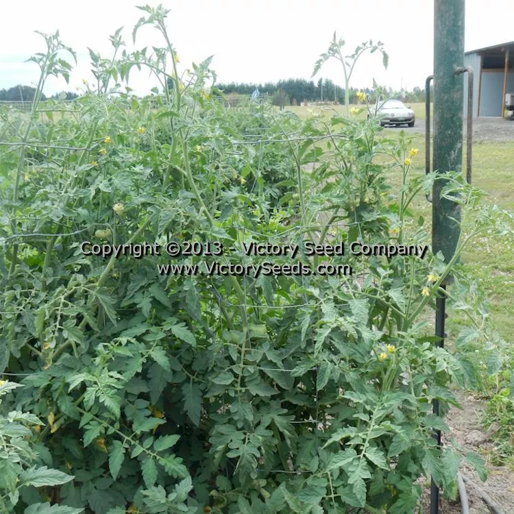 Paw Paw Tomato