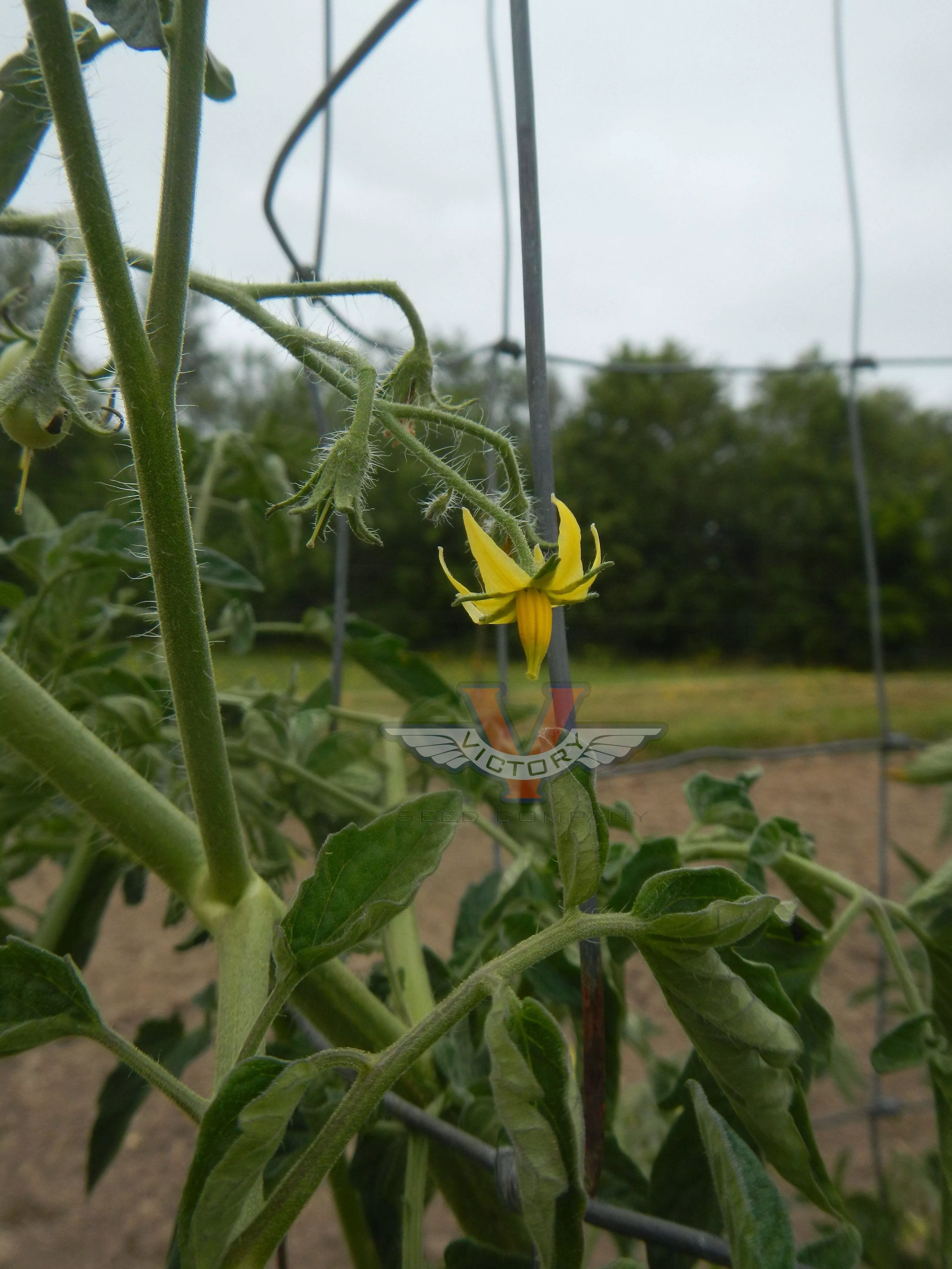 Danish Export Tomato