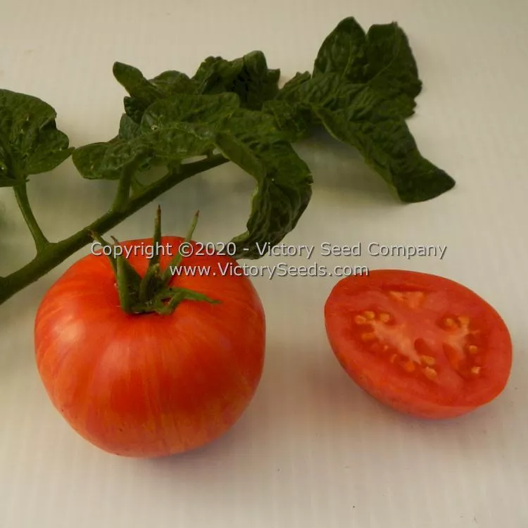 Dwarf Edith Stone Tomato