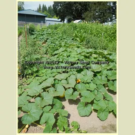 Boston Marrow Squash