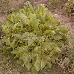 Sorrel, Garden or English