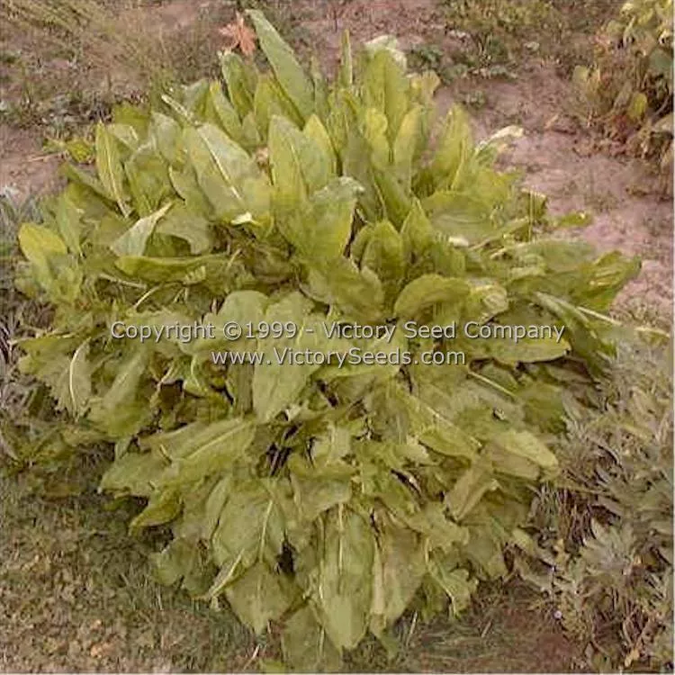 Sorrel, Garden or English
