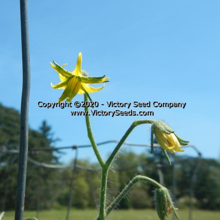 Dwarf Speckled Heart Tomato