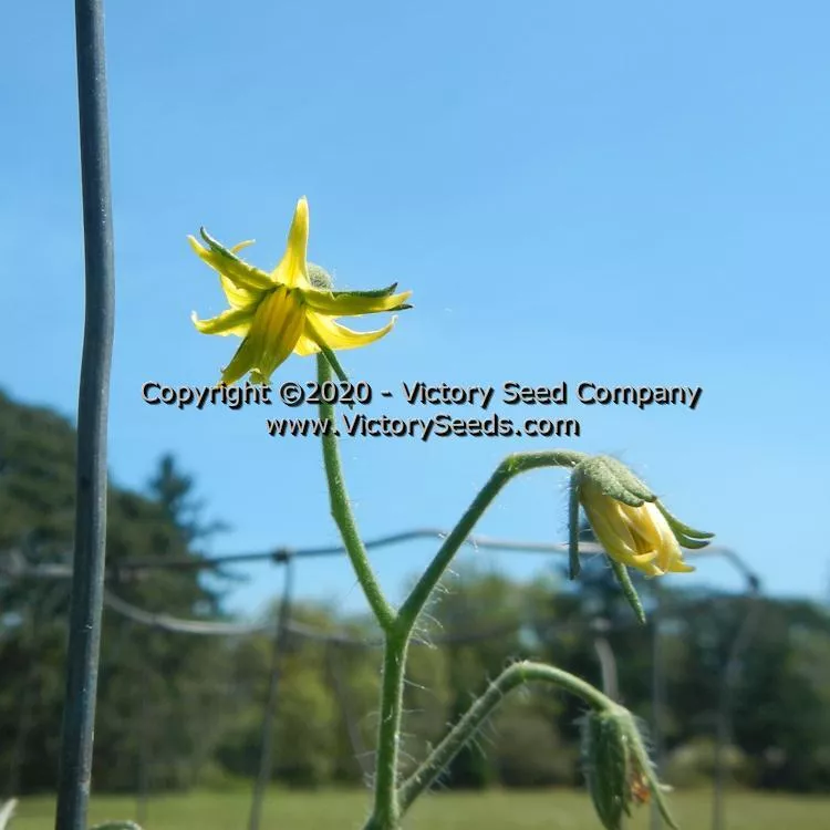 Dwarf Speckled Heart Tomato
