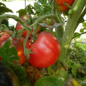 Gondwana Lightning Tomato